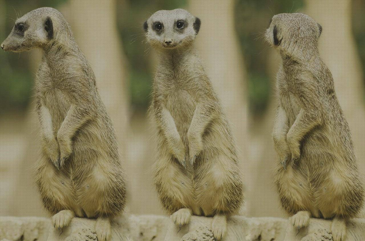 Las mejores marcas de adaptador ergonómico adaptadores ergonómica