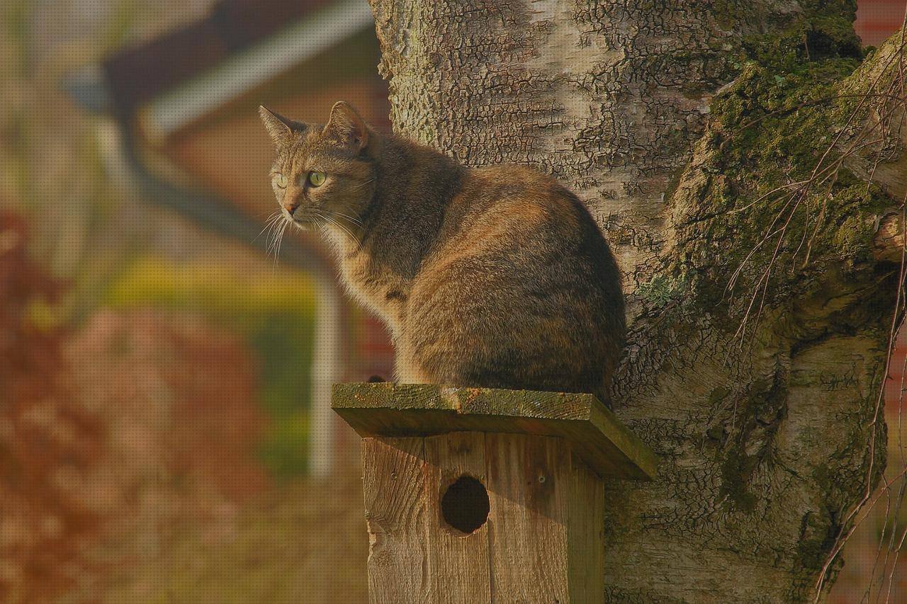 Las mejores marcas de alfombrilla ergonómica alfombrilla pc ergonómica
