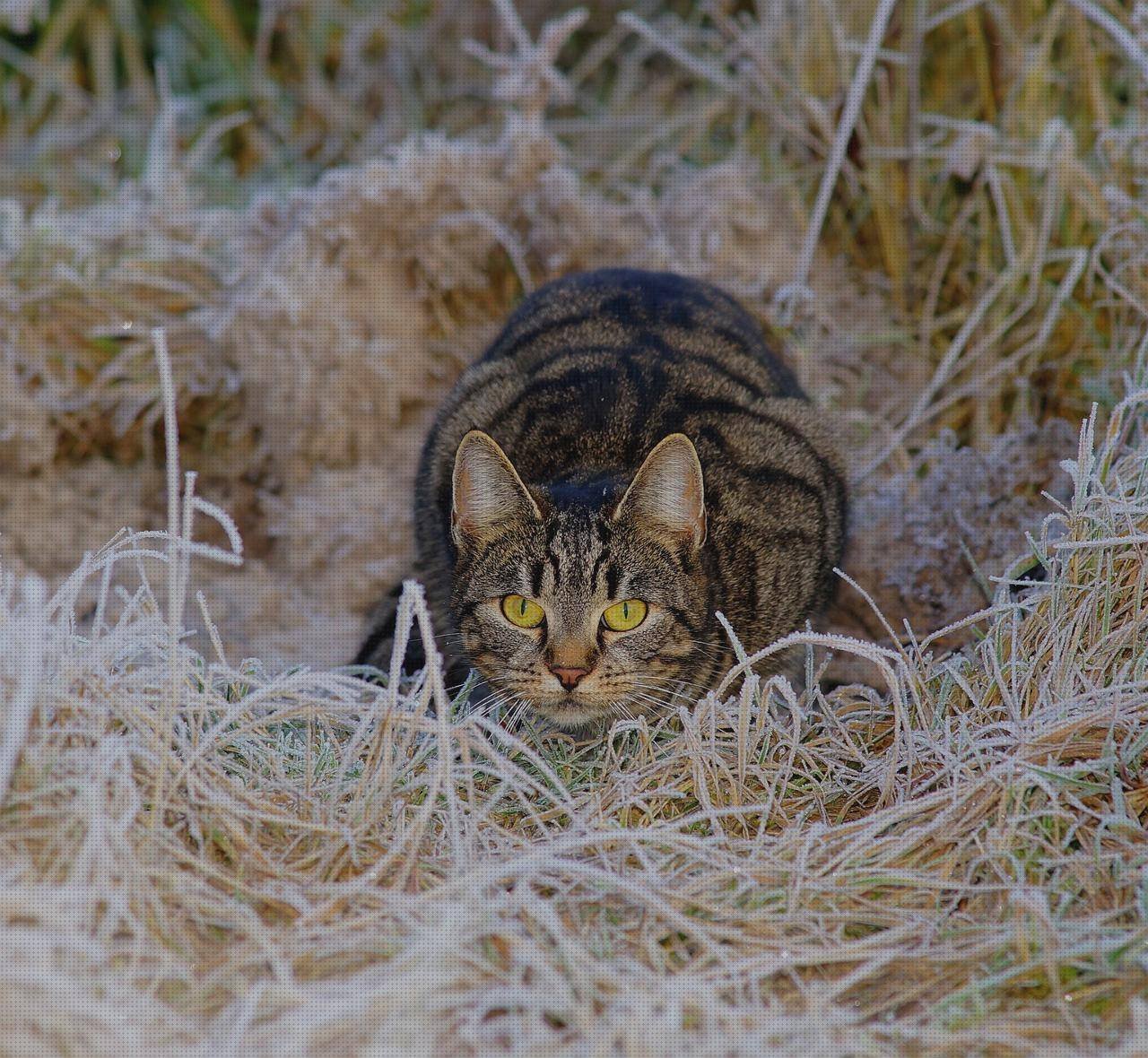 Las mejores alfombrilla ergonómica alfombrilla pc ergonómica