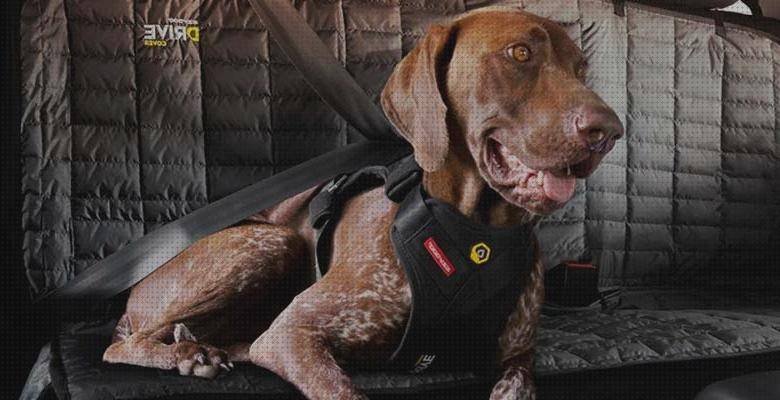 Los 8 Mejores Arneses Ergonómicos De Coches Para Perros