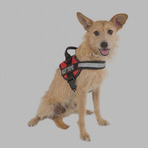 Opiniones de los 12 mejores Arneses Ergonómicos Para Perros Pequeños