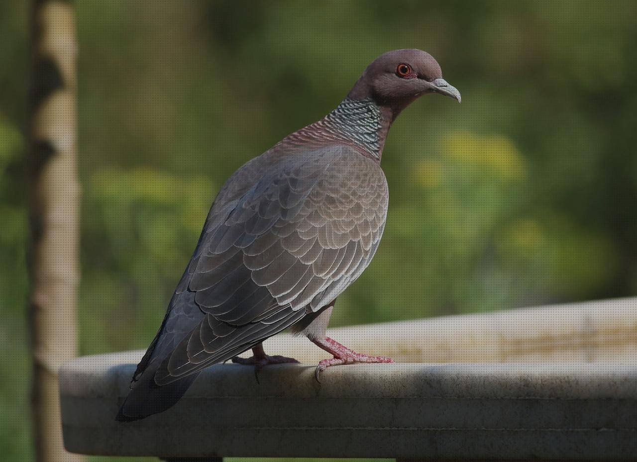 ¿Dónde poder comprar mango ergonómico asa ergonómica empotrada?