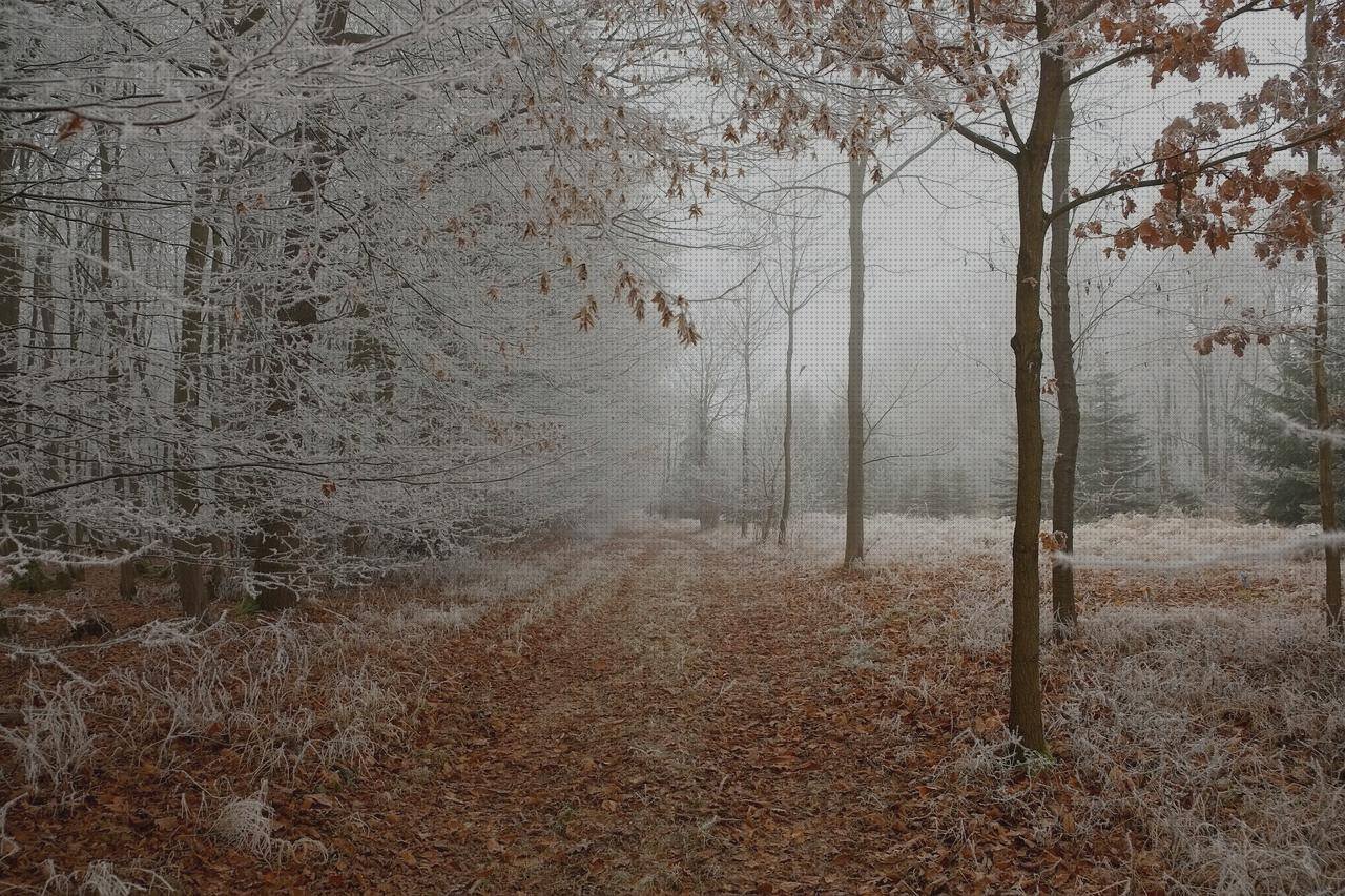Las mejores calzados calzado senderismo mas cómodo