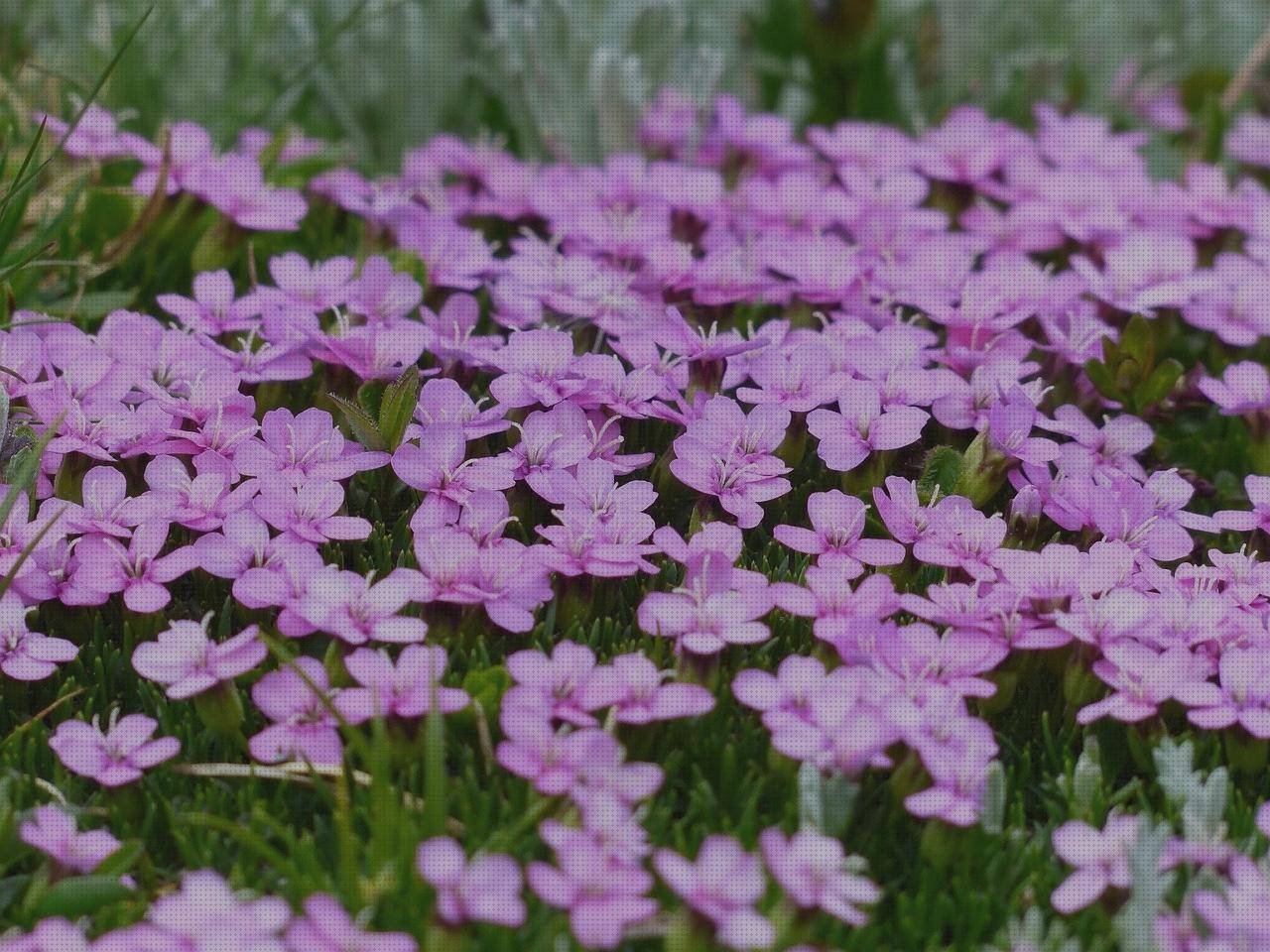 Análisis de los 26 mejores Cojin Con Respaldo Ergonómico