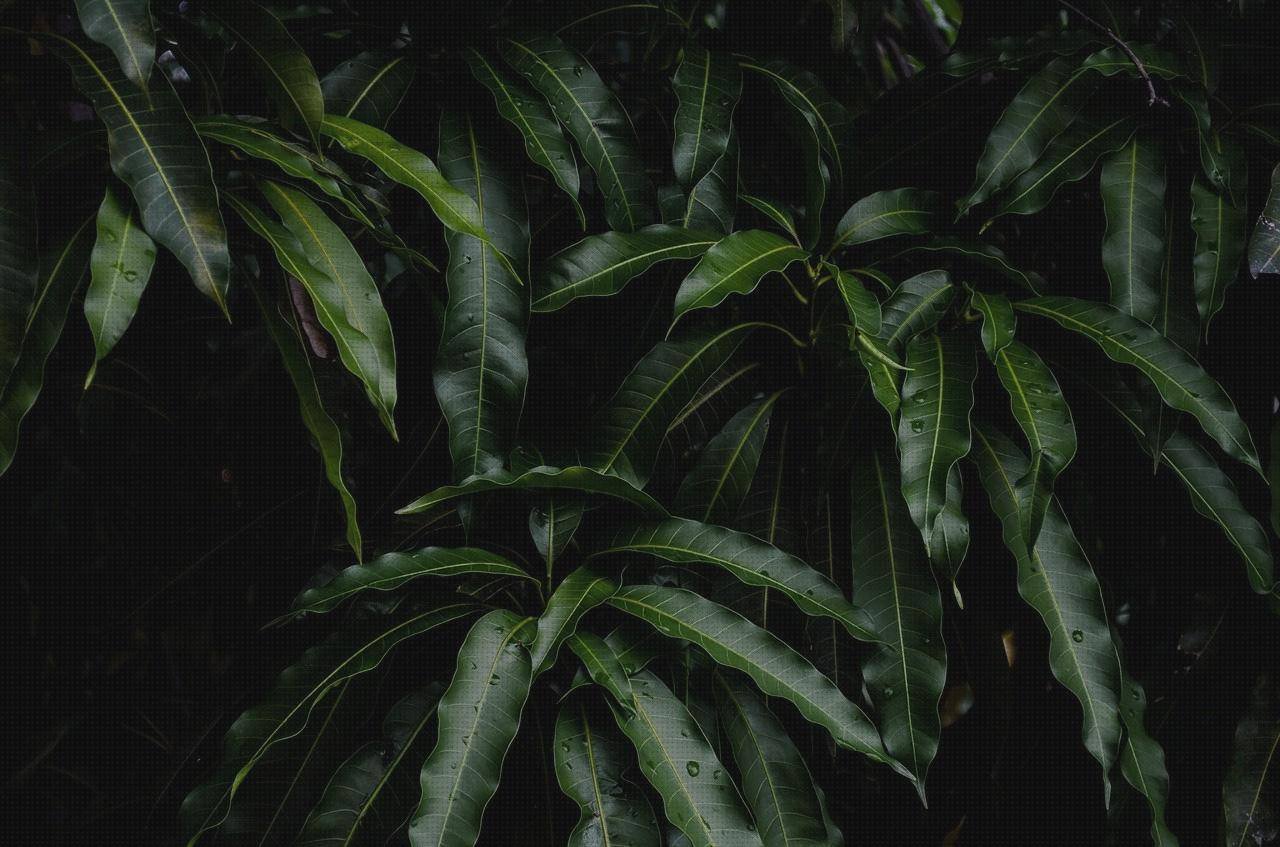 Las mejores marcas de mango ergonómico mango ergonómico erróneo