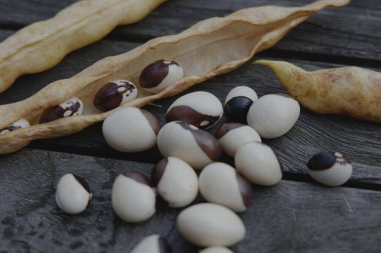 Review de mango pala ergonómico