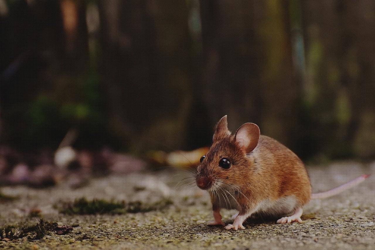 Las mejores marcas de bluetooth raton ergonómico mouse ergonómico bluetooth