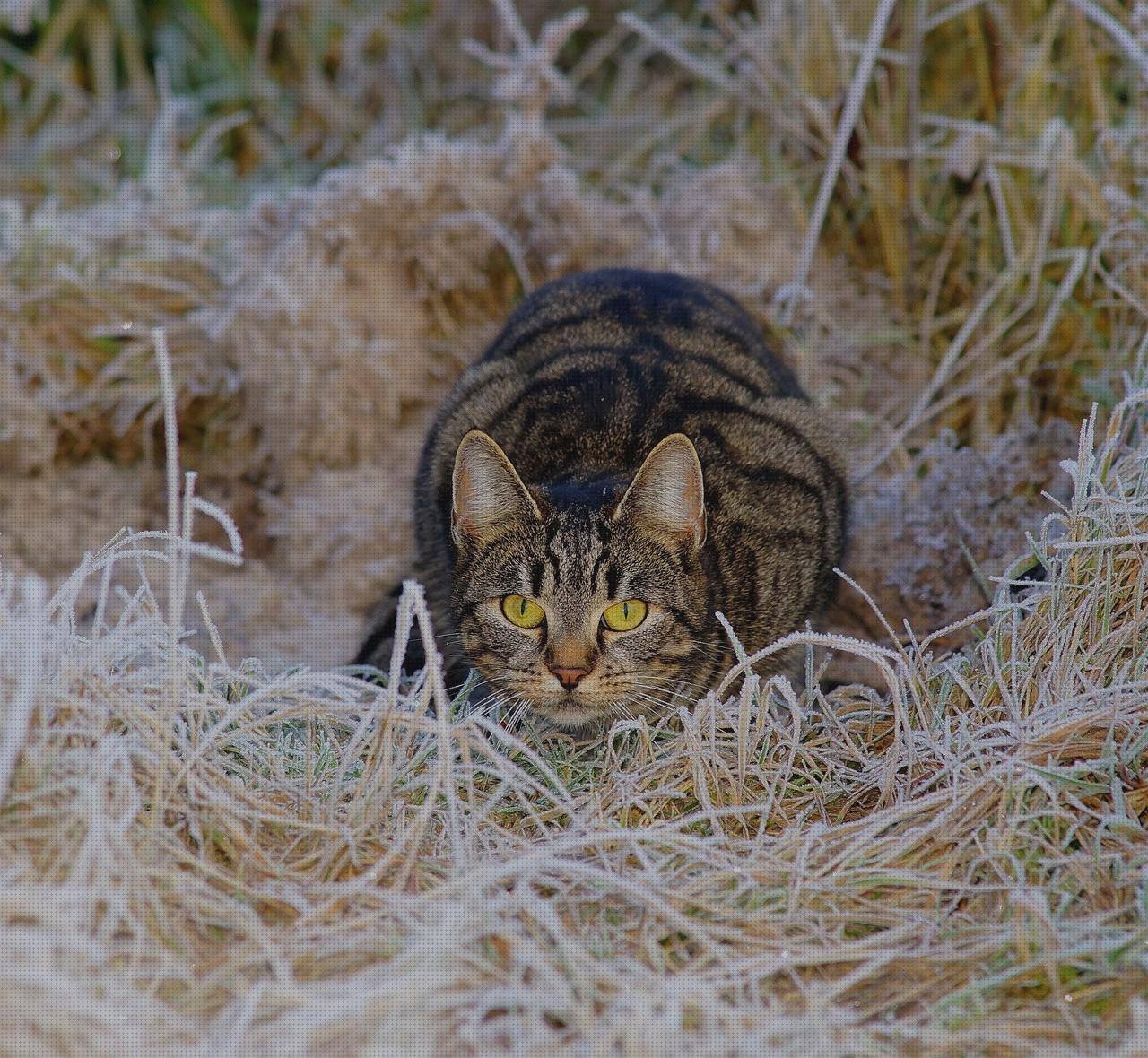 Las mejores ratones raton ergonómico blanco