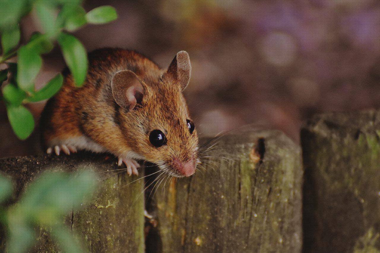 Review de ratón inalambrico ergonómico mano pequeña