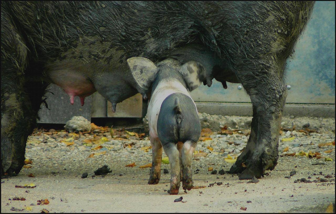 Las mejores marcas de evaluaciones ergonómicas corporacion la favorita evaluación ergonómica carpintero tetina ergonómica