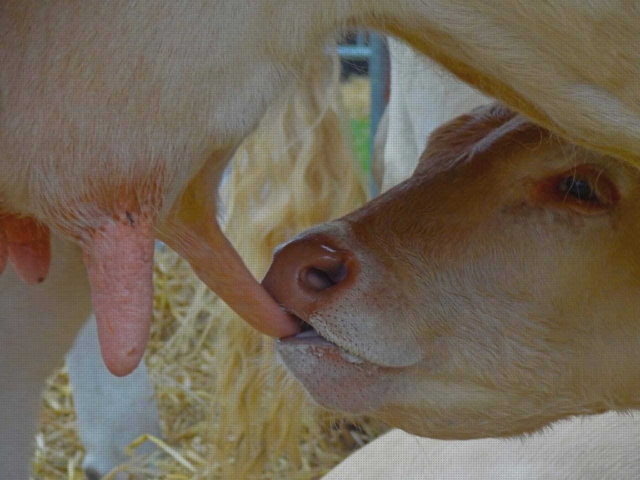 Las mejores evaluaciones ergonómicas corporacion la favorita evaluación ergonómica carpintero tetina ergonómica