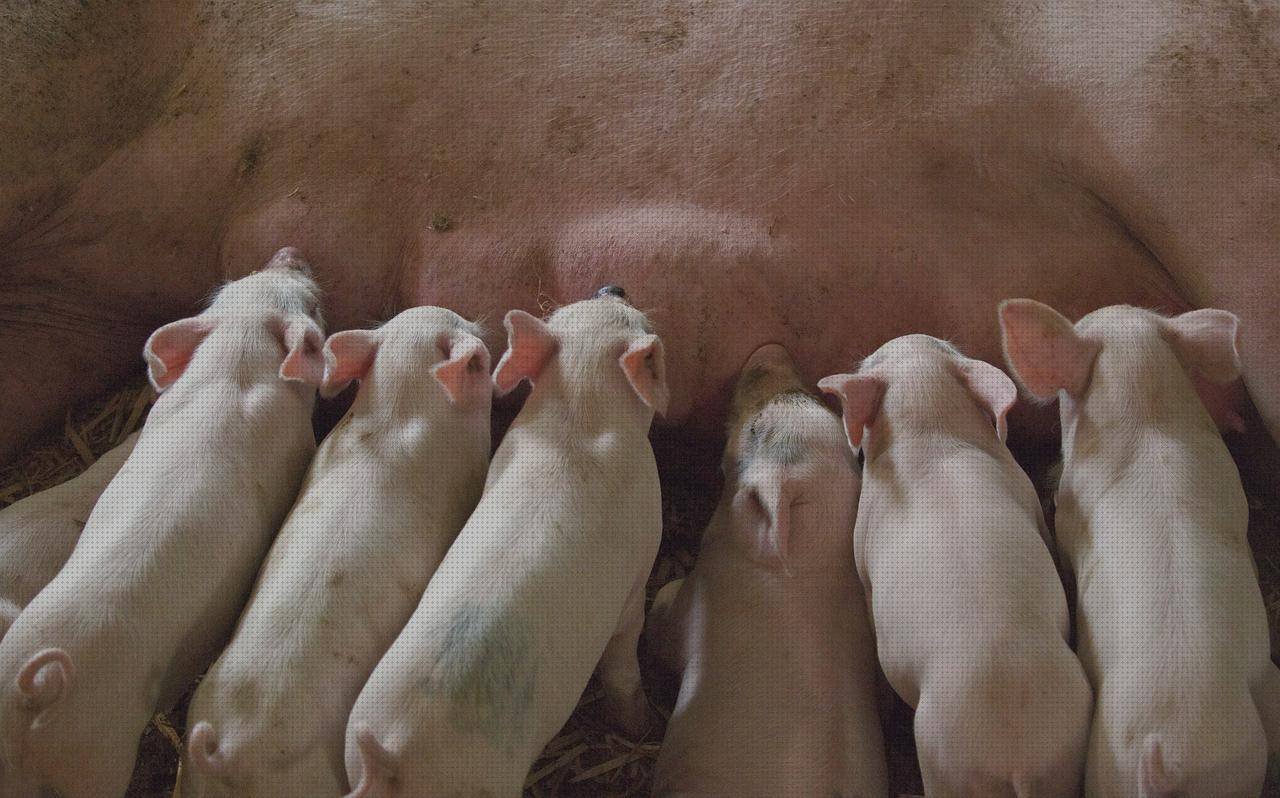 Las 23 Mejores Tetina Ergonómica