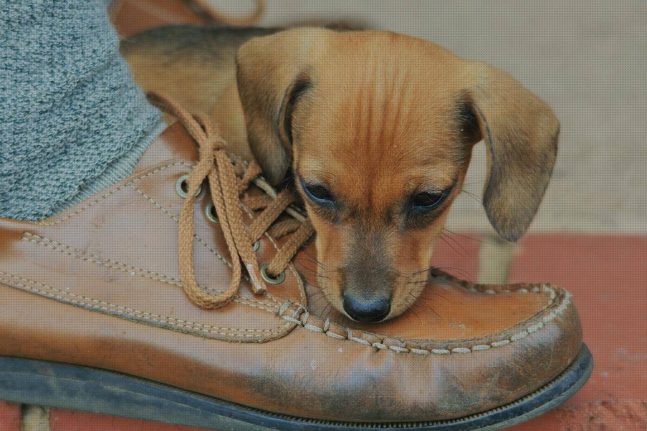Las mejores marcas de zapatos zapato piel marron cómodo